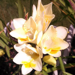 Meet your Posher, Jestine